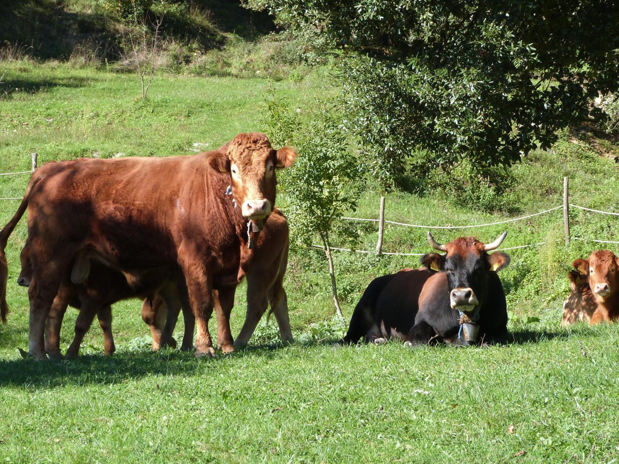 Agriturismo Giandriale Tavarone Eksteriør billede